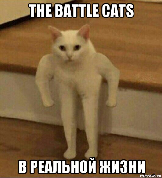the battle cats в реальной жизни, Мем  Полукот