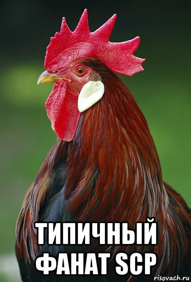  типичный фанат scp, Мем рок