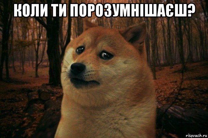 коли ти порозумнішаєш? , Мем SAD DOGE