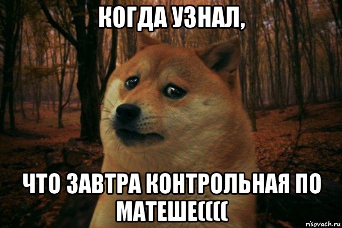 когда узнал, что завтра контрольная по матеше((((, Мем SAD DOGE