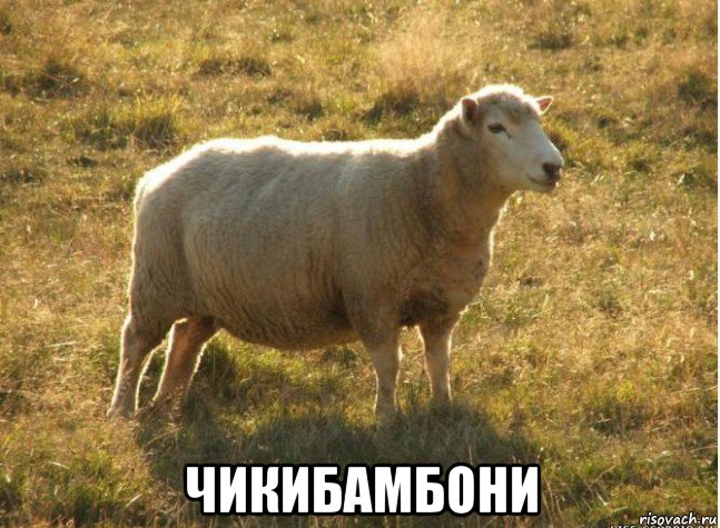  чикибамбони, Мем Типичная овца