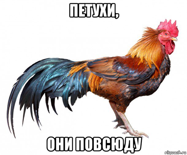 петухи, они повсюду, Мем Ультра Петух