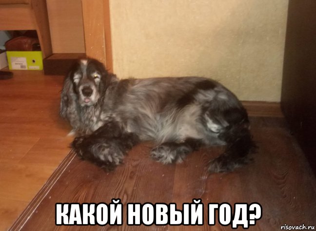  какой новый год?, Мем Упоротый пёс