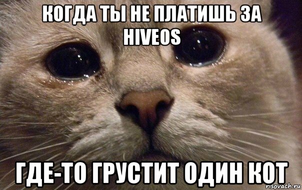 когда ты не платишь за hiveos где-то грустит один кот, Мем   В мире грустит один котик