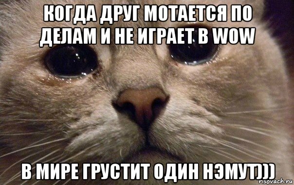 когда друг мотается по делам и не играет в wow в мире грустит один нэмут))), Мем   В мире грустит один котик