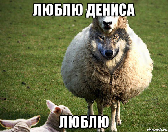 люблю дениса люблю, Мем Злая Овца