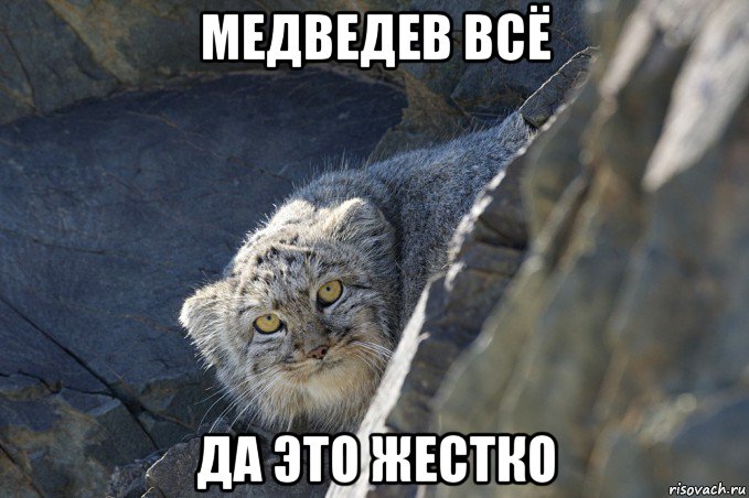 медведев всё да это жестко, Мем Злой манул - Рисовач .Ру