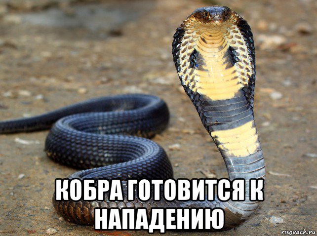  кобра готовится к нападению