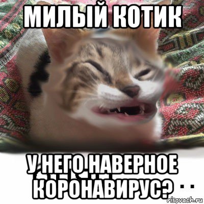 милый котик у него наверное коронавирус?, Мем Бляц