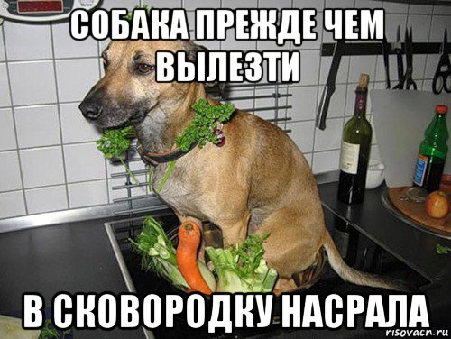 собака прежде чем вылезти в сковородку насрала, Мем Блюдо собака