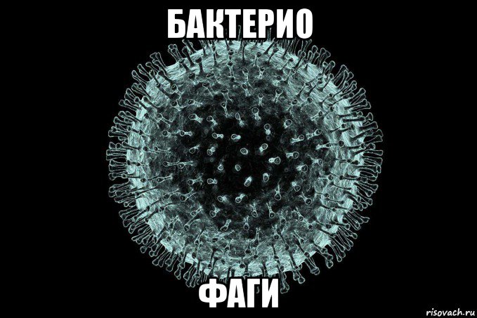 бактерио фаги