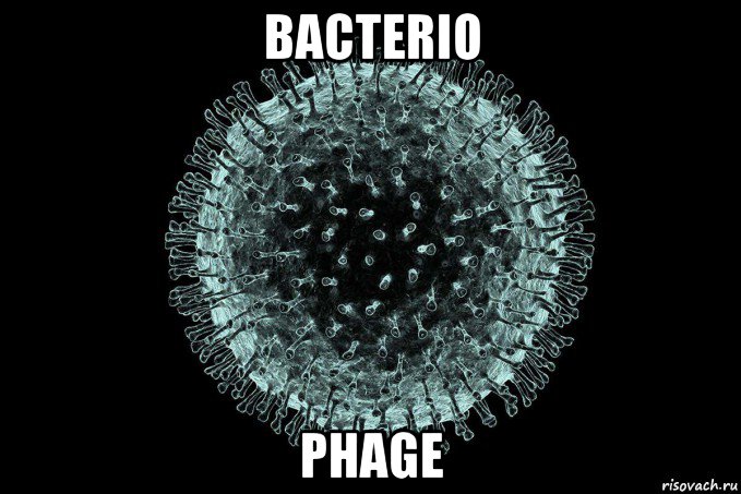 bacterio phage