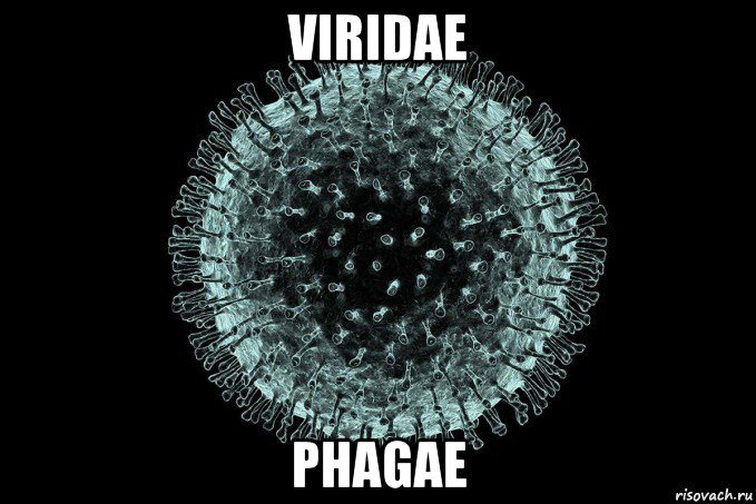 viridae phagae