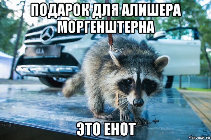 подарок для алишера моргенштерна это енот, Мем Енот