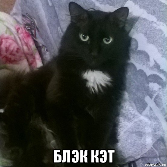  блэк кэт