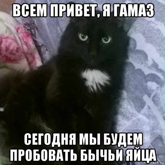 всем привет, я гамаз сегодня мы будем пробовать бычьи яйца