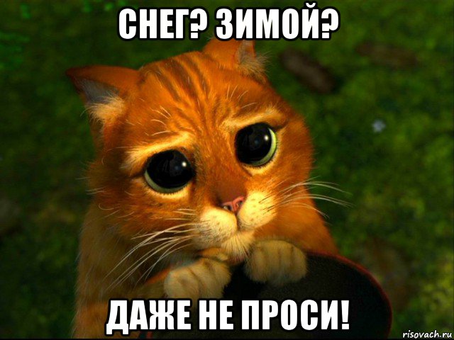 снег? зимой? даже не проси!, Мем кот из шрека