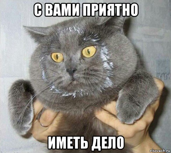с вами приятно иметь дело, Мем Кот морда сметана