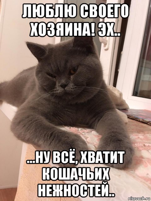 люблю своего хозяина! эх.. ...ну всё, хватит кошачьих нежностей..