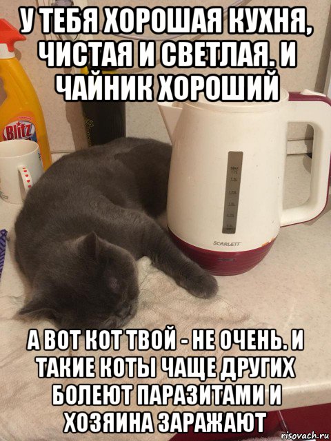 у тебя хорошая кухня, чистая и светлая. и чайник хороший а вот кот твой - не очень. и такие коты чаще других болеют паразитами и хозяина заражают, Мем Кот по имени Пушок