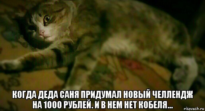  когда деда саня придумал новый челлендж на 1000 рублей. и в нем нет кобеля..., Мем Кот Торгоякова Кирилла