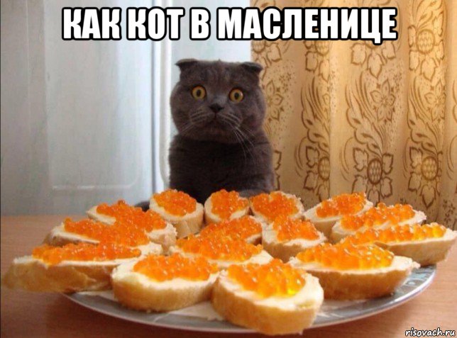 как кот в масленице , Мем Кот в масленице