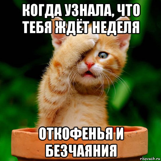 когда узнала, что тебя ждёт неделя откофенья и безчаяния, Мем Кот
