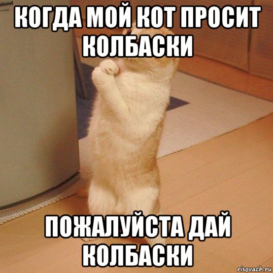 когда мой кот просит колбаски пожалуйста дай колбаски, Мем  котэ молится