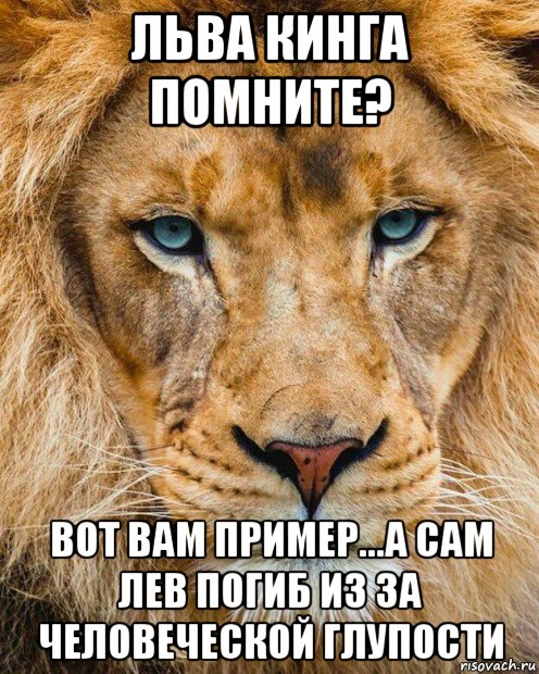 льва кинга помните? вот вам пример...а сам лев погиб из за человеческой глупости, Мем Лев