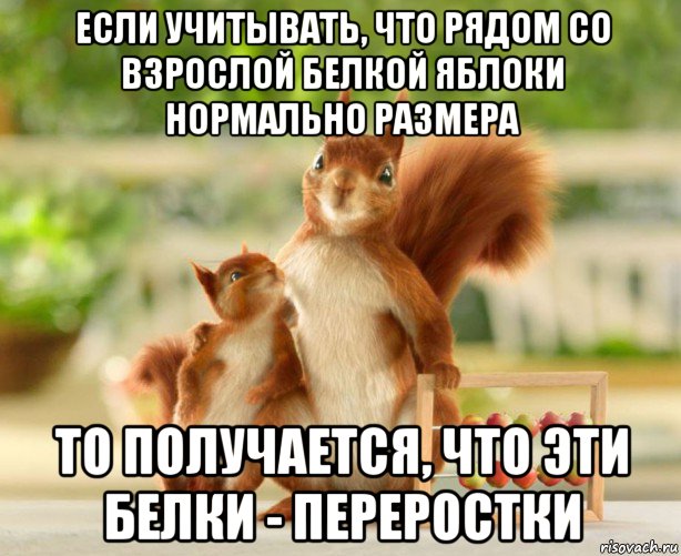 если учитывать, что рядом со взрослой белкой яблоки нормально размера то получается, что эти белки - переростки, Мем Мой пиздюк