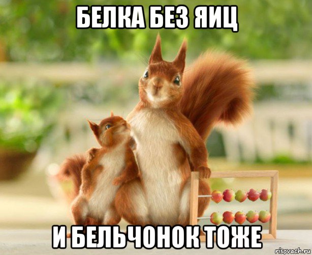 белка без яиц и бельчонок тоже, Мем Мой пиздюк