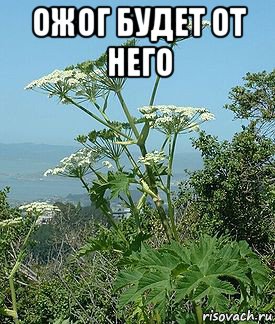 ожог будет от него , Мем Обычный укроп