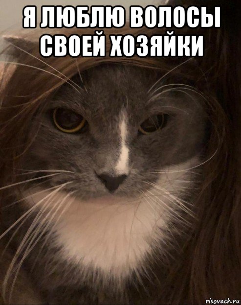 я люблю волосы своей хозяйки , Мем Пашуля