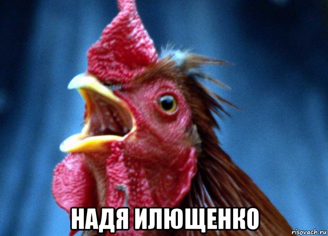  надя илющенко, Мем Петух