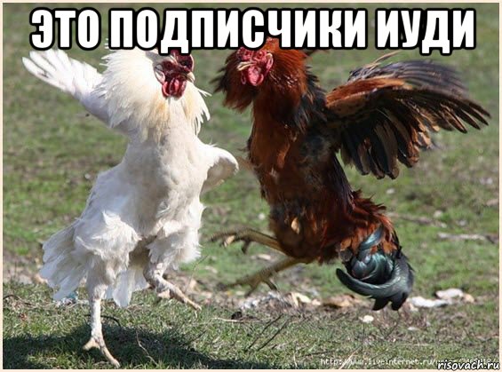 это подписчики иуди , Мем Петухи Школьники