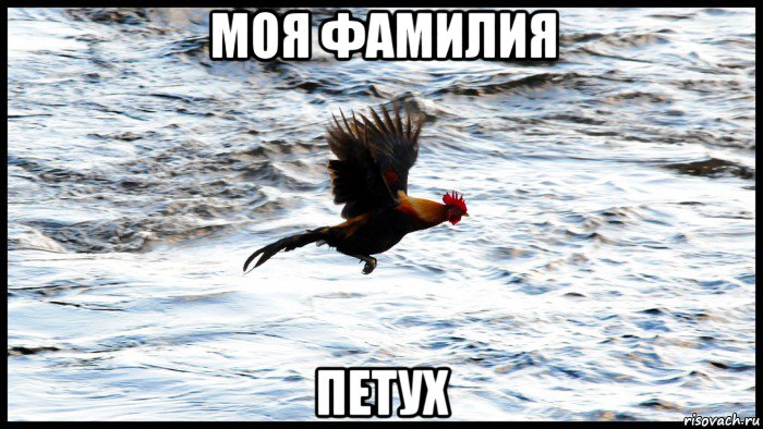 моя фамилия петух