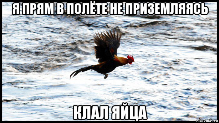 я прям в полёте не приземляясь клал яйца