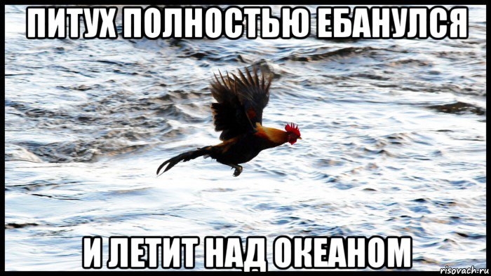 питух полностью ебанулся и летит над океаном