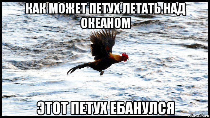 как может петух летать над океаном этот петух ебанулся
