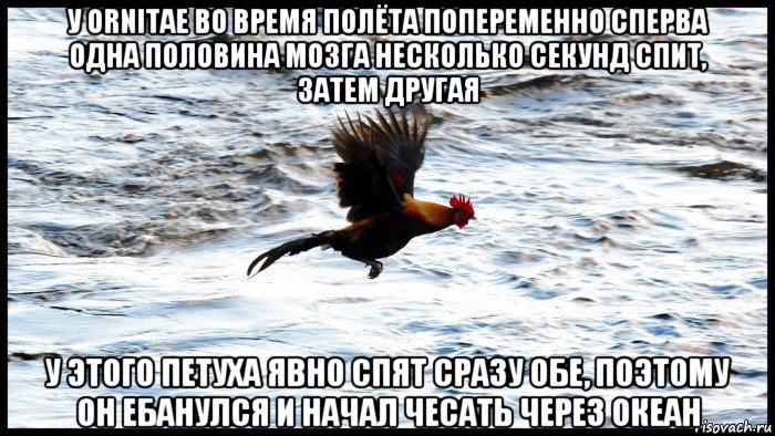 у ornitae во время полёта попеременно сперва одна половина мозга несколько секунд спит, затем другая у этого петуха явно спят сразу обе, поэтому он ебанулся и начал чесать через океан
