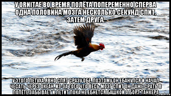 у ornitae во время полёта попеременно сперва одна половина мозга несколько секунд спит, затем друга. у этого петуха явно спят сразу обе, поэтому он ебанулся и начал чесать через океан. из-за того что весь мозг спит он даже срать в полёте забывает и летит пока не ебнется башкой о борт танкера