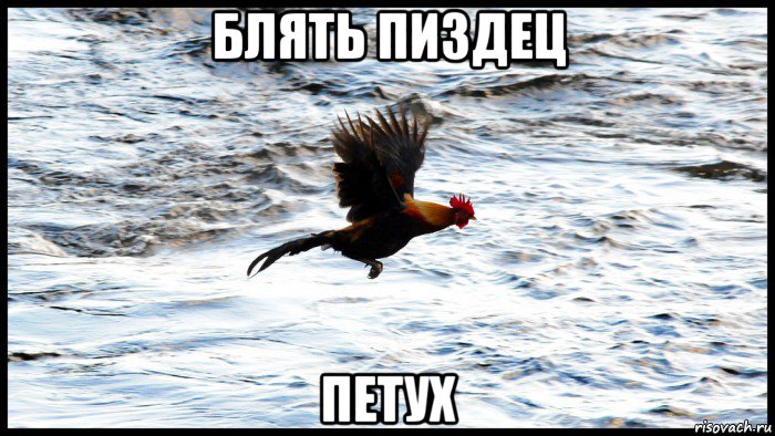 блять пиздец петух
