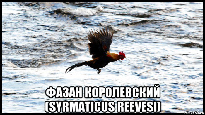  фазан королевский (syrmaticus reevesi)