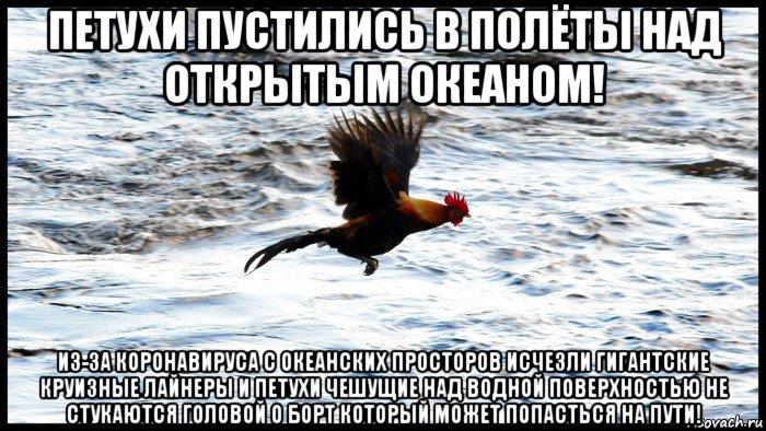 петухи пустились в полёты над открытым океаном! из-за коронавируса с океанских просторов исчезли гигантские круизные лайнеры и петухи чешущие над водной поверхностью не стукаются головой о борт который может попасться на пути!