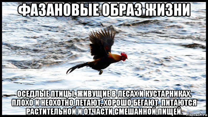 фазановые образ жизни оседлые птицы, живущие в лесах и кустарниках. плохо и неохотно летают, хорошо бегают. питаются растительной и отчасти смешанной пищей.