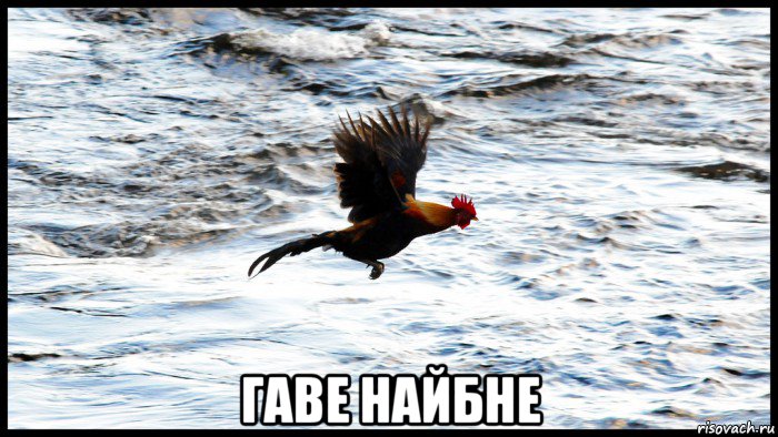  гаве найбне