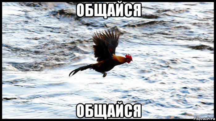 общайся общайся