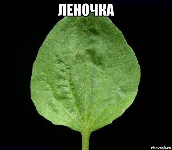 леночка , Мем Подорожник