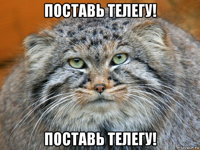 поставь телегу! поставь телегу!