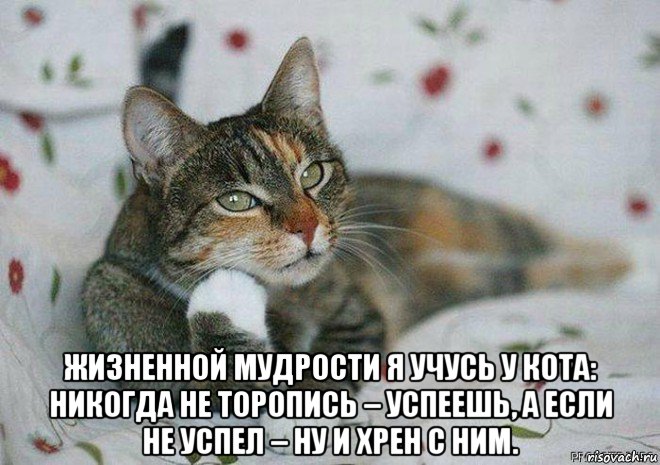  жизненной мудрости я учусь у кота: никогда не торопись – успеешь, а если не успел – ну и хрен с ним., Мем Сарказм